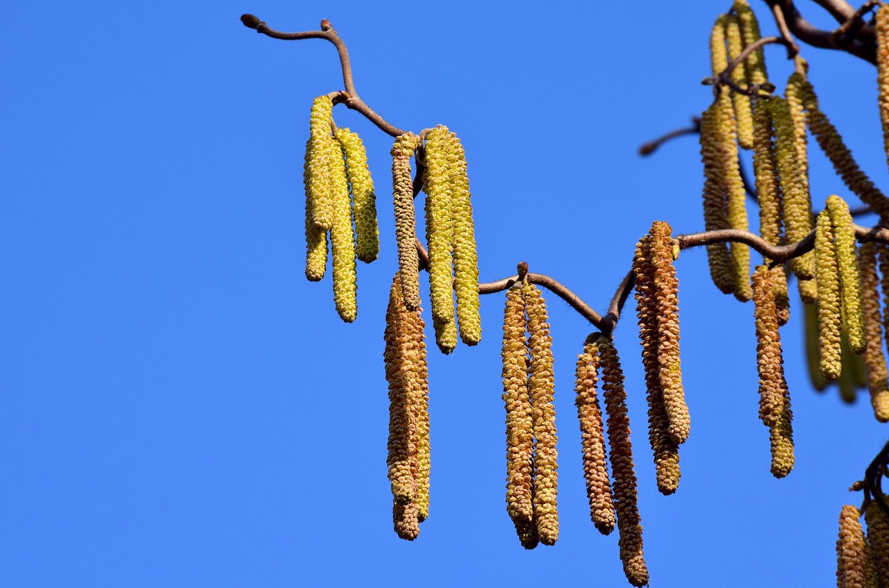 erfahren sie mehr über allergien, ihre symptome, ursachen und behandlungsmöglichkeiten, um ihre gesundheit und lebensqualität zu verbessern.