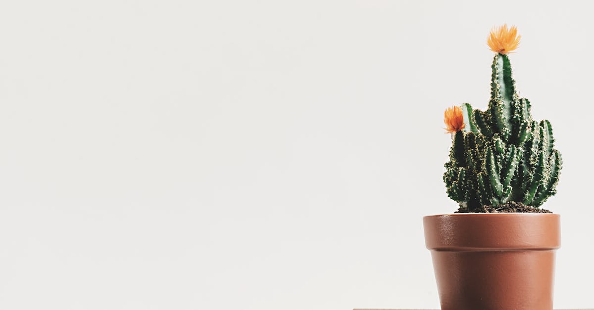 Minimalismus: Der Trend für ein einfaches und erfülltes Leben